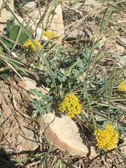 Cymopterus longipes