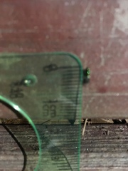 Microchrysa flaviventris