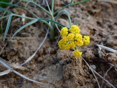 Lomatium simplex