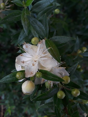 Myrtus communis communis