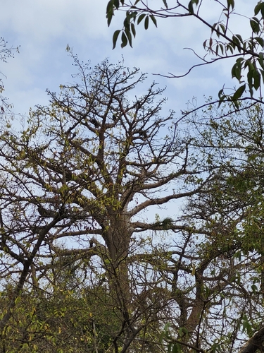 African baobab