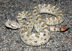 Crotalus cerastes cerastes