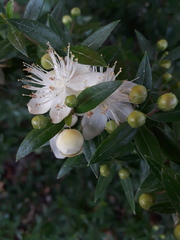 Myrtus communis communis