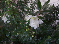Myrtus communis communis