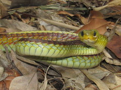 Chironius spixii