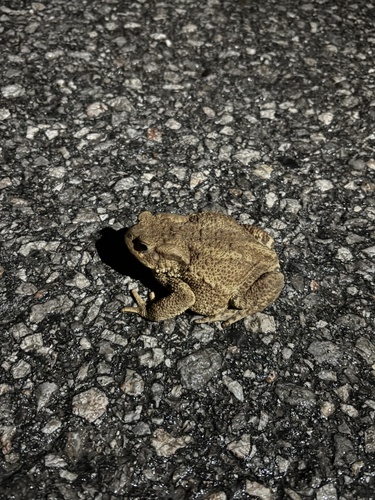 European Toad