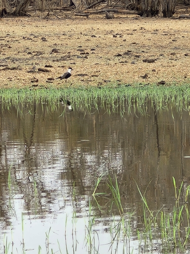 Spur-winged Lapwing