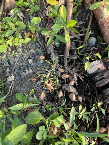 skeleton fork fern