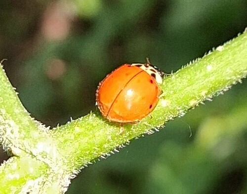 Asian Lady Beetle