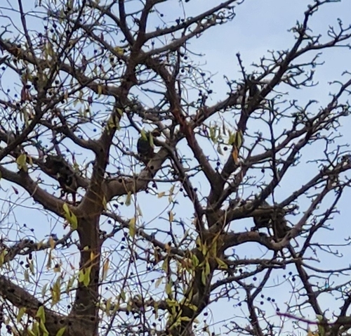 Temminck's Bay Colobus