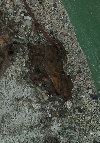 Spiny Toad