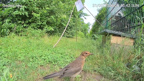 Eurasian Blackbird