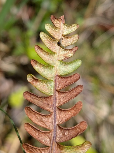 Milesina blechni