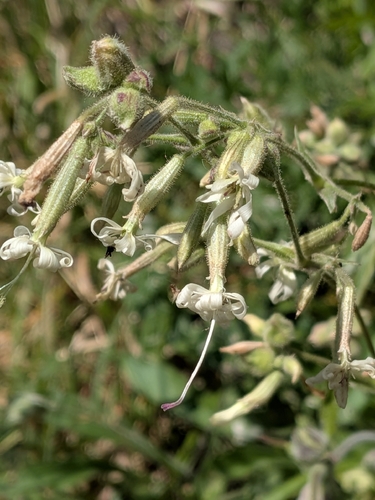 Nottingham Catchfly