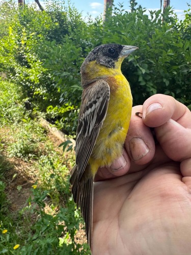 Black-headed Bunting, 4292 Dobri dol, Bulgaria, photo 9 of 10