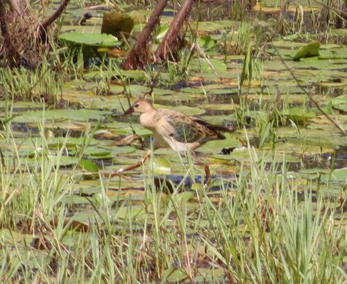 iNaturalist image