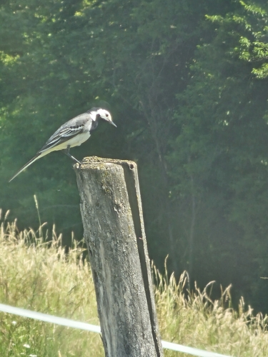 White Wagtail