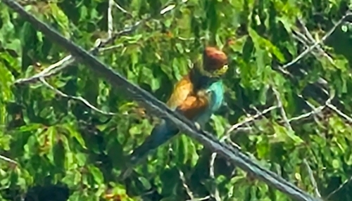 European Bee-eater