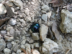 Trypocopris pyrenaeus splendens