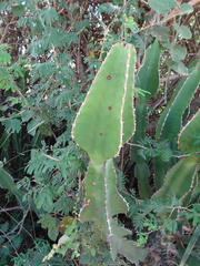 Euphorbia cooperi