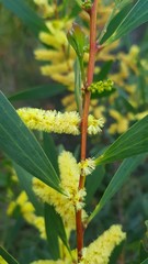 Acacia longifolia sophorae