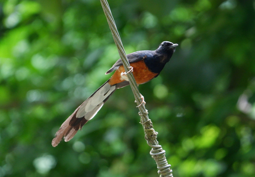 White-rumped Shama