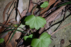 Hydrocotyle hirta, photograph (c) Bryce Watts-Parker, some rights reserved (CC BY)