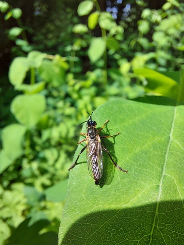common red-legged robberfly