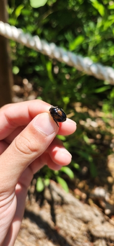 Popillia flavosellata