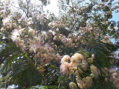 Albizia julibrissin julibrissin