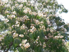Albizia julibrissin julibrissin
