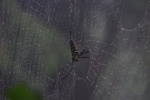 Giant Golden Orbweaver