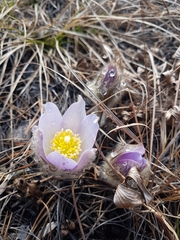 Pulsatilla patens