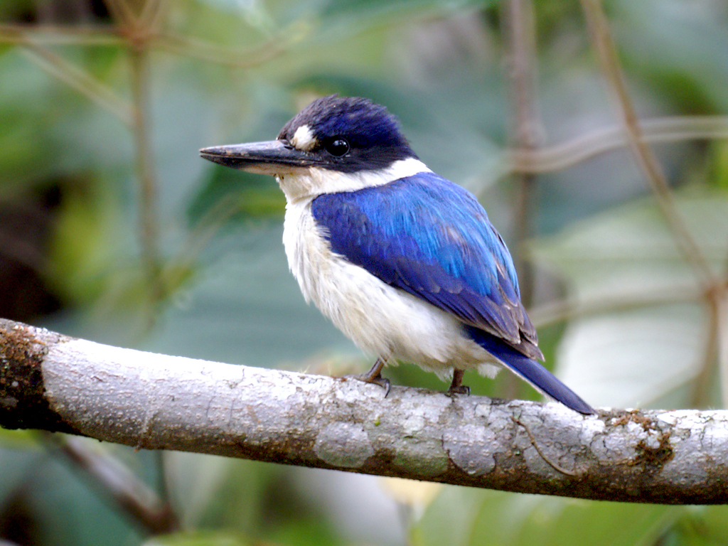 Indo-Pacific Kingfishers