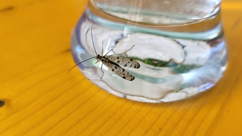 German Scorpionfly
