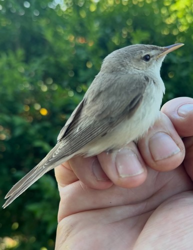 Eastern Olivaceous Warbler (Iduna pallida)