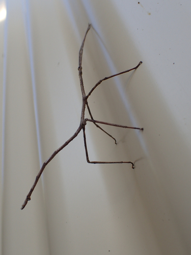 New Zealand Giant Stick Insect photo 3