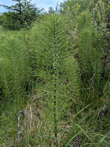 great horsetail