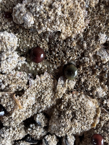 Atlantic Beadlet Anemone