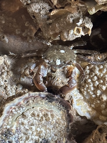 Marbled Crab