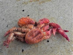 Acantholithodes hispidus