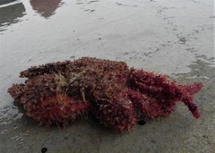 Acantholithodes hispidus
