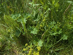 Alchemilla glabra