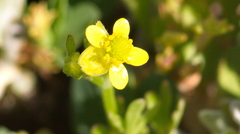Ranunculus alismifolius