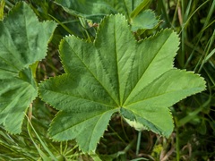 (c) Jamie O'Neill, some rights reserved (CC BY) Alchemilla glabra, photograph (c) Jamie O'Neill, some rights reserved (CC BY)