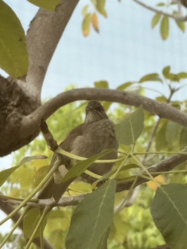 Streak-eared Bulbul