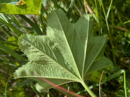 Alchemilla glabra, photograph 2
