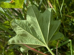 (c) Jamie O'Neill, some rights reserved (CC BY) Alchemilla glabra, photograph (c) Jamie O'Neill, some rights reserved (CC BY)