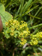 (c) Jamie O'Neill, some rights reserved (CC BY) Alchemilla glabra, photograph (c) Jamie O'Neill, some rights reserved (CC BY)
