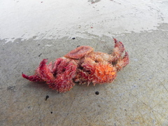 Acantholithodes hispidus